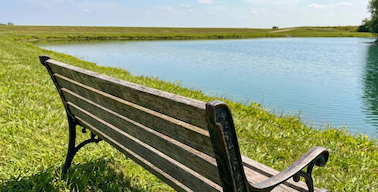 Lakeside Views and Trees